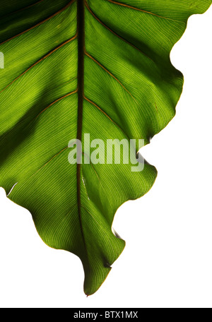 Grüne Pflanze Blatt mit starken Struktur auf einem weißen Hintergrund Stockfoto