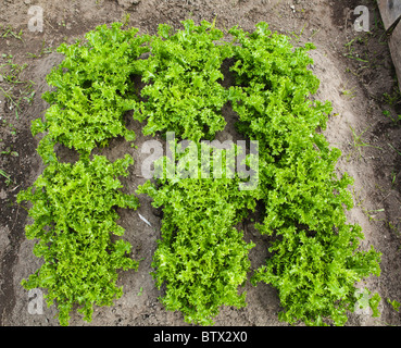 Grundstück von Endiviensalat in einen kleinen Gemüsegarten Stockfoto