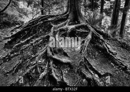 Freiliegende Wurzeln der Bäume. Washington-Kaskaden. Stockfoto