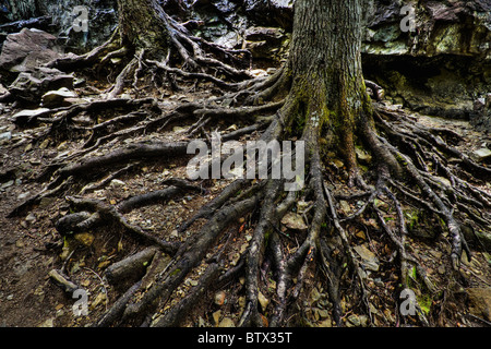Freiliegende Wurzeln der Bäume. Washington-Kaskaden. Stockfoto