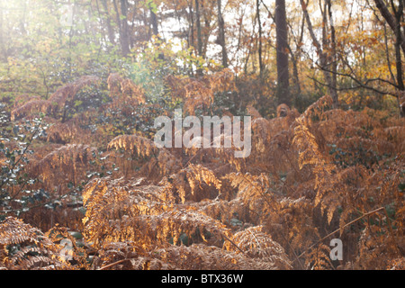 Farne bei Sonnenschein in Waldgebieten Stockfoto