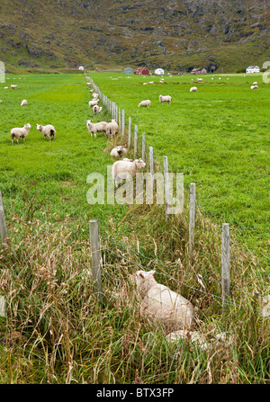 Schafe auf der grünen Wiese auf Lofoten, Nord-Norwegen Stockfoto