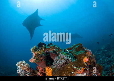 Einige Manta-Rochen, Manta Birostris Schlag über ein Korallenriff in der Nähe von Komodo Insel wo viel Plankton durch Ströme gekehrt werden. Stockfoto