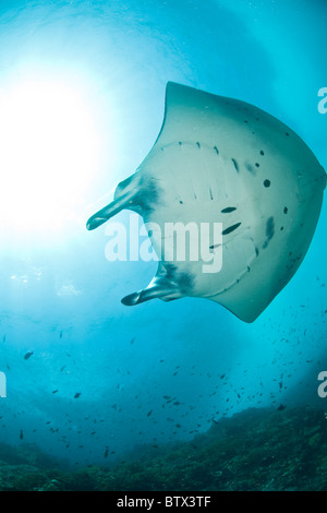 Ein Manta-Rochen, Manta Birostris gleitet durch einen steifen Strom über ein Korallenriff in der Nähe von Komodo Insel in Indonesien. Stockfoto