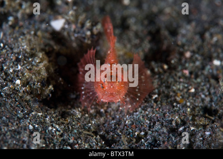 Eine juvenile Ambon Drachenköpfe, Pteroidichthys Amboinensis, sitzt in den vulkanischen Sand in der Nähe von Komodo in Indonesien. Stockfoto