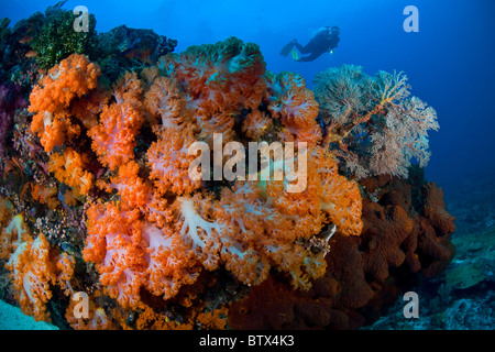 Ein Taucher schwimmt über eine bunte Palette von weichen Korallen wachsen und im Wettbewerb um Raum auf einem gesunden Riff im Pazifik. Stockfoto