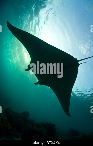 Ein Manta-Rochen, Manta Birostris gleitet durch flache, Plankton gefüllt Gewässer in der Nähe von Komodo Insel in Indonesien. Stockfoto