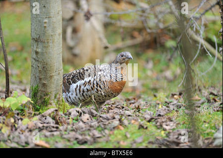 Auerhühner - gemeinsame Auerhahn - eurasischen Auerhahn (at Urogallus - at großen) weiblich Stockfoto