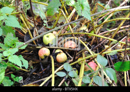 Crab Apple Tree - Europäische wilde Apfel Baum (Malus Sylvestris) Äpfel fallen auf den Boden - Belgien Stockfoto