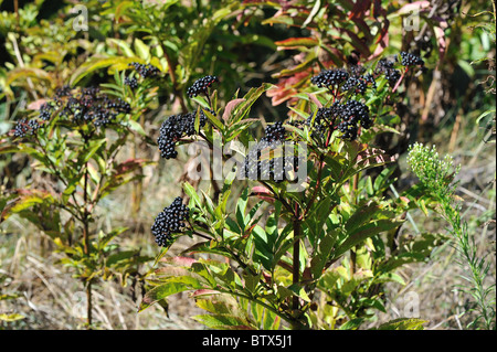 Europäische Zwerg elder - Danewort - Walewort (Sambucus Ebulus) Früchte im Herbst - Vaucluse - Provence - Frankreich Stockfoto