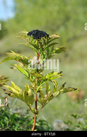 Europäische Zwerg elder - Danewort - Walewort (Sambucus Ebulus) Früchte im Herbst - Vaucluse - Provence - Frankreich Stockfoto