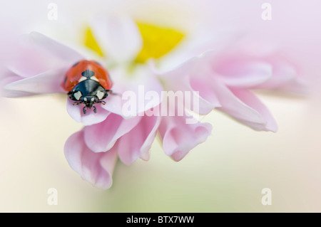 Coccinella Septempunctata - Coccinella 7-Trommler-7-Punkt Marienkäfer auf eine rosa Gänseblümchen Blume Stockfoto