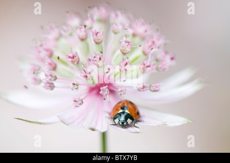 Coccinella Septempunctata - Coccinella 7-Trommler-7-Punkt Marienkäfer auf einer Astrantia Blume Stockfoto