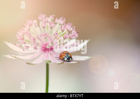 Coccinella Septempunctata - Coccinella 7-Trommler-7-Punkt Marienkäfer auf einer Astrantia Blume Stockfoto