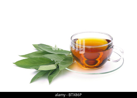 T-Stück Salbei - Tee Salbei 10 Stockfoto