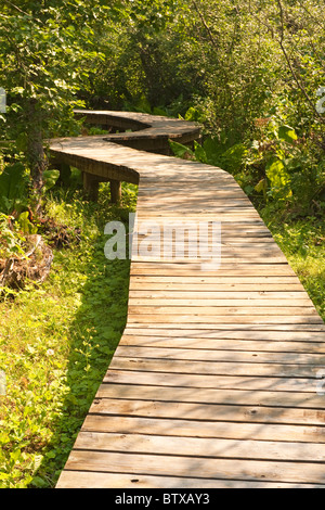 Skunk Cabbage Self guiding Trail am Stop-Bereich auf dem Trans Canada Highway 1, 24 km östlich von Revelstoke, Britisch-Kolumbien, Kanada Stockfoto