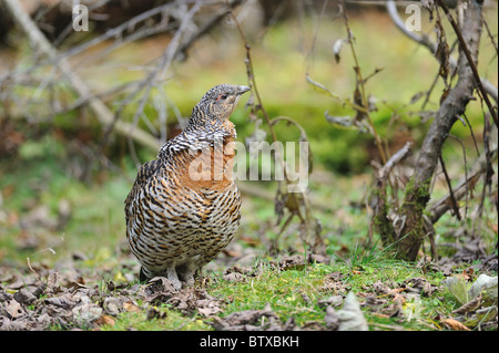 Auerhühner - gemeinsame Auerhahn - eurasischen Auerhahn (at Urogallus - at großen) weiblich Stockfoto