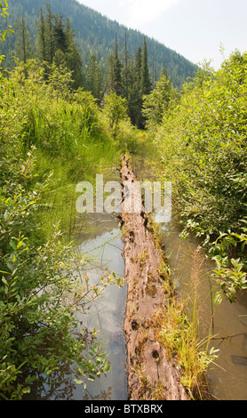 Skunk Cabbage Self guiding Trail am Stop-Bereich auf dem Trans Canada Highway 1, 24 km östlich von Revelstoke, Britisch-Kolumbien, Kanada Stockfoto