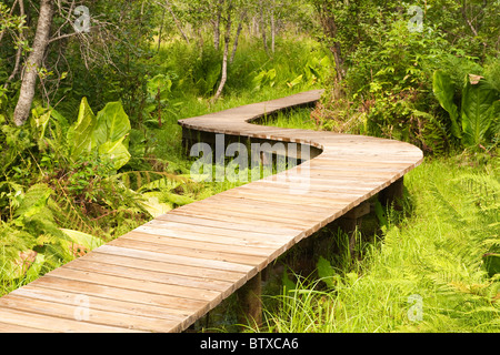 Skunk Cabbage Self guiding Trail am Stop-Bereich auf dem Trans Canada Highway 1, 24 km östlich von Revelstoke, Britisch-Kolumbien, Kanada Stockfoto