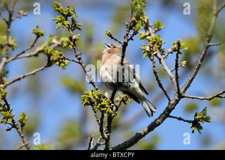 Buchfinken (Fringilla Coelebs), männlichen Gesang, Frühling, Deutschland Stockfoto
