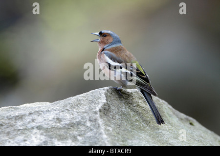 Buchfinken (Fringilla Coelebs), männlichen Gesang, Frühling, Deutschland Stockfoto