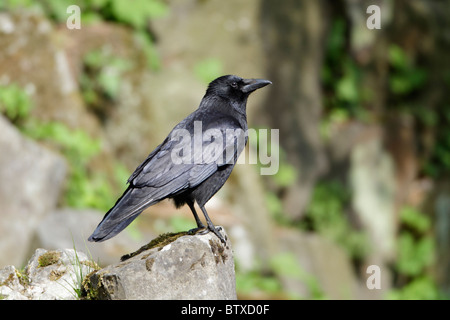 AAS-Krähe (Corvus Corone Corone), thront auf Felsen, Deutschland Stockfoto