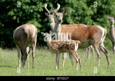 Rothirsch (Cervus Elaphus), Hirschkuh mit Kalb, Deutschland Stockfoto