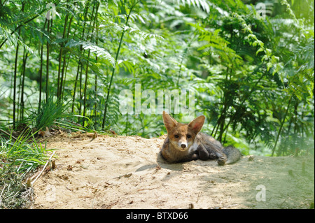 Gemeinsamen Rotfuchs (Vulpes Vulpes) fünf Monate altes Jungtier ruht in der Nähe der Höhle im Sommer - Belgien Stockfoto