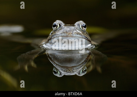 Grasfrosch (Rana Temporaria), im Gartenteich, Deutschland Stockfoto