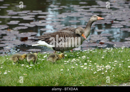 Graugans (Anser Anser), Eltern mit Gänsel am Seeufer, die Fütterung, Deutschland Stockfoto