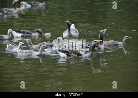 Graugans (Anser Anser) Elternteil Vögel mit Gänsel Schwimmen am See, Deutschland Stockfoto