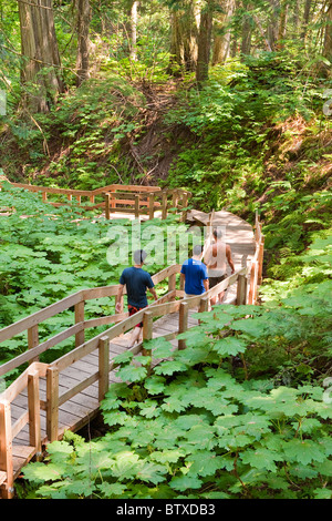 Riesigen Zedern Boardwalk Trail für Selbstständige, stoppen riesigen Zedern Bereich, Trans Canada Highway 1, 27 km östlich von Revelstoke Stockfoto