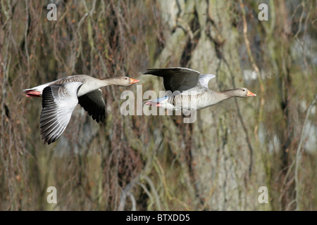 Graugans (Anser Anser), Vögel im Flug, Deutschland Stockfoto