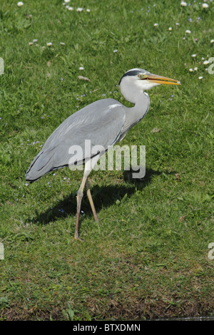 Graue Reiher (Ardea Cinerea), am Ufer des Sees mit Elritze in Rechnung, Deutschland Stockfoto