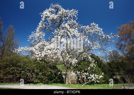 Magnolie (Magnolia SP.), die Blüte im Park mit weißen Blüten, Frühling, Deutschland Stockfoto