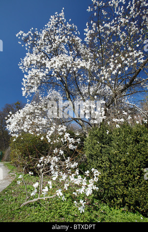 Magnolie (Magnolia SP.), die Blüte im Park mit weißen Blüten, Frühling, Deutschland Stockfoto