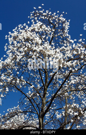 Magnolie (Magnolia SP.), die Blüte im Park mit weißen Blüten, Frühling, Deutschland Stockfoto