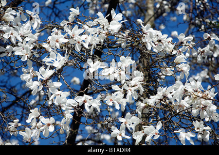 Magnolie (Magnolia SP.), die Blüte im Park mit weißen Blüten, Frühling, Deutschland Stockfoto