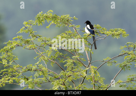 Elster (Pica Pica) thront in Robinie Baum, Deutschland Stockfoto