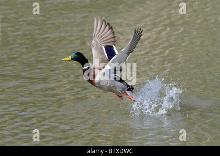 Stockente (Anas Platyrhynchos), Drake im Flug vom See, Deutschland Stockfoto