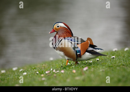 Mandarinente (Aix Galericulata), Drake, die Ruhe am See, Deutschland Stockfoto