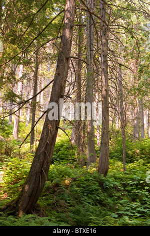 Riesigen Zedern Boardwalk Trail für Selbstständige, stoppen riesigen Zedern Bereich, Trans Canada Highway 1, 27 km östlich von Revelstoke Stockfoto