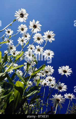 Ochsen-Auge Daisy (Leucanthemum Vulgare), Blüte vor blauem Himmel, Deutschland Stockfoto