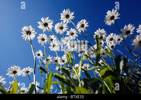 Ochsen-Auge Daisy (Leucanthemum Vulgare), Blüte vor blauem Himmel, Deutschland Stockfoto