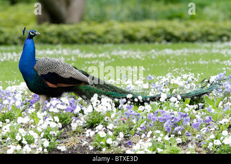 Pfau (Pavo Cristatus), männliche stehen unter Blumen im Park, Deutschland Stockfoto