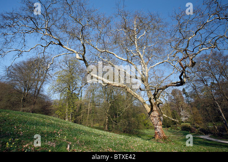 Ahornblättrige Platane (Platanus Acerifolia), Reifen Baum im Park, Frühjahr, Deutschland Stockfoto