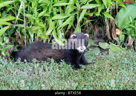 Iltis (Mustela Putorius), Jungtier im Garten, Deutschland Stockfoto