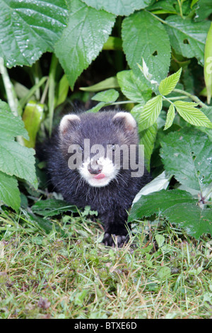 Iltis (Mustela Putorius), Jungtier im Garten, Deutschland Stockfoto