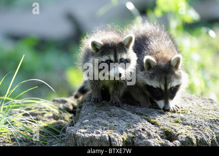 Waschbär (Procyon Lotor), baby zwei Tiere auf Baumstumpf, Deutschland Stockfoto