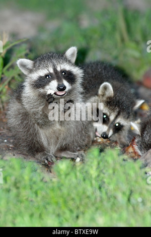 Waschbär (Procyon Lotor), baby zwei Tiere ernähren sich von Boden, Deutschland Stockfoto